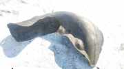 Radhausschale - Hinten Linke Volvo XC90, 2002.10 - 2007.06 Gebraucht ,