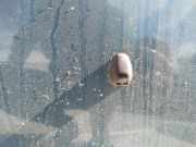 Waschwasserd?se Scheibenreinigung Nissan Almera, N16 2000.06 - 2003.01 Gebraucht,