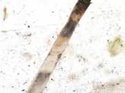 Halteband Kraftstoffbehälter Opel Astra, G 1998.09 - 2004.12 Gebraucht,