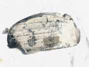 Radhausschale - Hinten Linke Opel Astra, G 1998.09 - 2004.12 90562901,