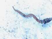 Stabilisator Vorne Mazda Premacy, 1999.01 - 2005.03 Gebraucht,