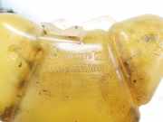 Ausgleichsbehälter Daewoo Lanos, I 1997.05 - 2006.12 96182279,