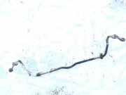 Stabilisator Vorne Skoda Octavia, I 1996.09 - 2000.11 Gebraucht,