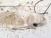 Scheibenwaschbehälter Vorne Wischwasserbehälter Mazda 2, DY 2003.02 - 2007.10 2s6117618ah, 2n1117618-ah
