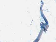 Stabilisator Stabi Hinten Hinterachse Opel Vectra, B 2000.09 - 2002.04 facelift Gebraucht,