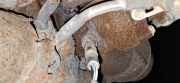 Lambdasonde Opel Astra, H 2004.03 - 2009.12 Gebraucht,