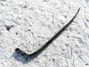 Halteband Kraftstoffbehälter Ford Galaxy, Mk I 2000.04 - 2006.04 facelift Gebraucht,