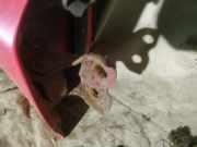 Türscharnier Vorne Toyota Land Cruiser J9 1996 - 2003 Gebraucht,