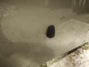 Waschwasserdüse Scheibenreinigung Toyota Yaris, I (XP10) 2003.03 - 2005.09 facelift Gebraucht,