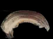 Radhausschale - Hinten Linke BMW X5, E53 facelift 2004 - 2006 51718403059,51.71-8403059