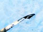 Dachreling Linke Ford Mondeo, 2007.03 - 2013.06 Gebraucht ,