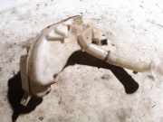 Scheibenwaschbehälter Vorne Wischwasserbehälter Mazda 5, CR 2005.02 - 2010.09 860142721,860142-721