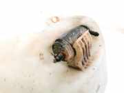 Waschwasserpumpe Scheibenreinigung Audi 80, B4 1991.09 - 1995.01 Gebraucht ,