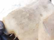 Scheibenwaschbehälter Vorne Wischwasserbehälter Audi 80, B3 1986.06 - 1991.09 893955453b,