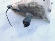 Scheibenwaschbeh?lter Vorne Wischwasserbeh?lter Nissan Almera Tino 2000.08 - 2003.09 Gebraucht,