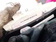 Schaltkulisse Mercedes-Benz W203, 2004.02 - 2007.02 a2032672088,