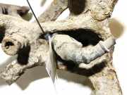 Sensor für ABS - Hinten Rechts Volkswagen Golf, V 2003.10 - 2008.10 Gebraucht, Bkc