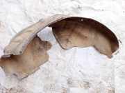 Radhausschale - Hinten Rechts Mazda CX-7, 2006.01 - 2012.12 Gebraucht,