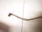 Halteband Kraftstoffbehälter Volkswagen Golf, V 2003.10 - 2008.10 1k0201656c, BKC