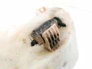 Waschwasserpumpe Scheibenreinigung Audi 80, B4 1991.09 - 1995.01 Gebraucht,