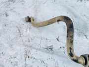 Stabilisator Vorne Toyota Avensis Verso, 2001.08 - 2009.11 Gebraucht,