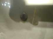 Waschwasserdüse Scheibenreinigung SAAB 9-5, 1997.09 - 2005.11 Gebraucht,