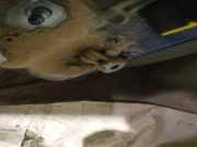 T?rfangband T?rbremse T?rstopper - Hinten Rechts Renault Laguna, II 2001.03 - 2006.05 Gebraucht,