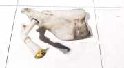 Scheibenwaschbehälter Vorne Wischwasserbehälter Renault Megane, III 2008.11 - 2012.06 289100014r, 289100033r