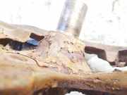 Sensor für ABS - Hinten Rechts Volkswagen Touran, 2003.01 - 2006.10 Gebraucht, AVQ