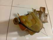 Ausgleichsbehälter Chrysler PT Cruiser, I 2000.01 - 2010.12 05278766AB, 05278766AB 24737V 02-100 02100