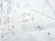 Seitenscheibe - Vorne Linke Volkswagen Passat, B2 1980.01 - 1988.03 Gebraucht,