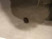 Waschwasserdüse Scheibenreinigung Peugeot 607, 2004.07 - 2010.12 facelift Gebraucht,