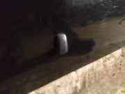 Waschwasserd?se Scheibenreinigung Toyota Corolla, 2004.02 - 2007.02 facelift Gebraucht,