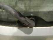 Wischermotor - Hinten Nissan Tiida C11 2004 - 2012 Gebraucht,