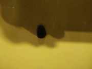 Waschwasserd?se Scheibenreinigung Chevrolet Aveo, 2007.12 - 2011.06 facelift Gebraucht,