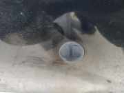 Waschwasserdüse Scheibenreinigung SAAB 9-5, 1997.09 - 2005.11 Gebraucht,