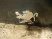 Emblem Peugeot 308 2007.09 - 2011 Gebraucht,