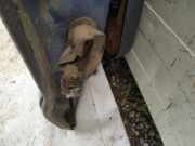 T?rfangband T?rbremse T?rstopper - Hinten Rechts Volkswagen Sharan, 7M 1995.09 - 2000.04 Gebraucht, afn