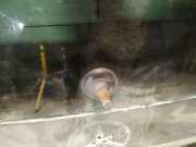 Wischermotor - Hinten Mercedes-Benz W251 2005 - 2011 Gebraucht,