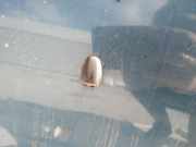 Waschwasserd?se Scheibenreinigung Nissan Almera, N16 2000.06 - 2003.01 Gebraucht,