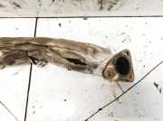 Abgaskrümmer Jaguar XF, X250 2012.01 - 2015.01 facelift 9x206p647ce,