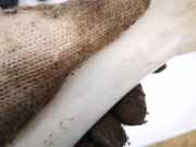 Verschluss Waschwasserbehälter Opel Insignia A, 2008.01 - 2013.01 13315611, 13315610