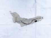 Scheibenwaschbehälter Vorne Wischwasserbehälter Ford Focus, 2004.11 - 2008.06 4m5113k163be,4m5113k163ae 4m5113k163cd