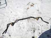 Stabilisator Vorne Fiat Bravo, 2006.11 - 2014 Gebraucht,