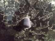 Waschwasserd?se Scheibenreinigung Volvo V50, 2004.04 - 2007.05 Gebraucht,