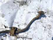 Stabilisator Vorne Opel Corsa, D 2006.07 - 2010.06 Gebraucht,