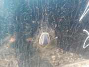 Waschwasserd?se Scheibenreinigung Rover 600, 1993.08 - 1999.02 Gebraucht,