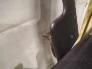 Lang Heckklappe Scharniere Scharnier - Hinten Rechts Renault Espace, IV 2002.11 - 2014.12 Gebraucht,