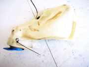 Scheibenwaschbehälter Vorne Wischwasserbehälter Audi A6, C5 1997.01 - 2001.08 4b0955453a,