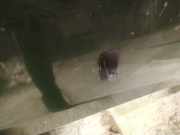 Waschwasserdüse Scheibenreinigung Volkswagen Sharan, 7M 1995.09 - 2000.04 Gebraucht,